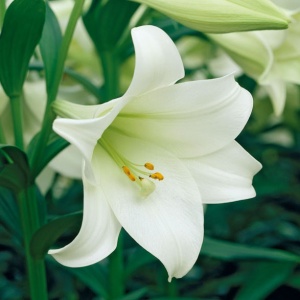 Луковица НВМ Лилия Жюль Верн 16/18 1шт/уп