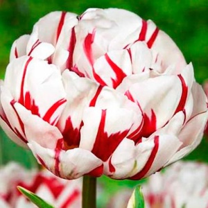 Луковица тюльпан Карнавал де нис 11/12, 10 шт/уп