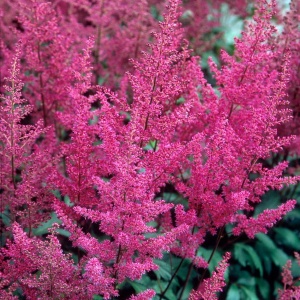 Корневище Астильба Везувиус, 1шт/уп