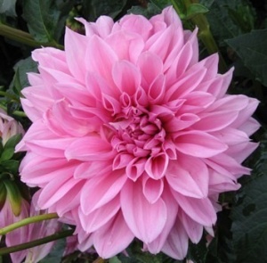 Клубень НВМ Георгина Декоративная Лавендер Перфекшн (II) 1шт