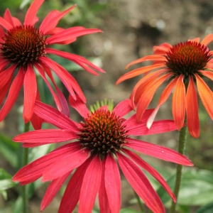 Корневище Эхинацея Хот Саммер 1шт\уп