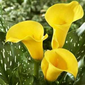 Клубень НВМ Калла Саншайн 12/14 1шт