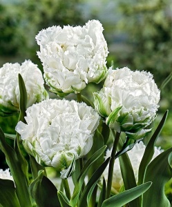 Луковица НВМ Тюльпан Сноу Кристал 10/11 белый 5шт