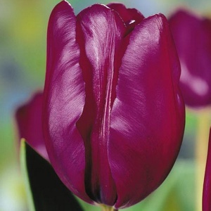 Луковица тюльпан Пёпл рейн 11/12, 5 шт/уп