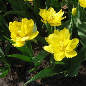 Луковица НВМ Тюльпан Монте Пион 10/11 желтый 5шт