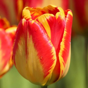 Луковица НВМ Тюльпан Банья Лука 10/11 желто-красный 5шт