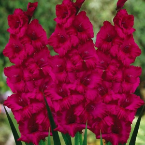 Луковица НВМ Гладиолус Плам Тарт 10/12 5шт