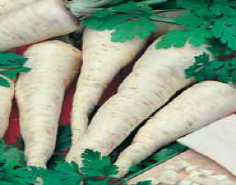 Семена петрушка Сахарная корневая 2г Агроуспех