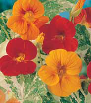 Семена цветов настурция Аляска 2г Агроуспех