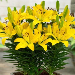 Луковица НВМ Лилия Лемон Пиксия 12/14 3шт/уп