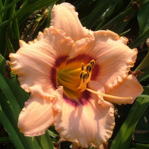 Корневище НВМ Лилейник Тру Грит (I) 1шт