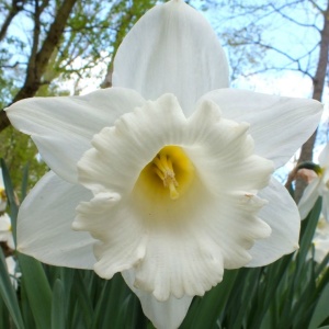 Луковица НВМ Нарцисс Маунт Худ 10/12 бело-желтый 5шт