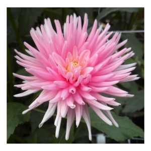 Клубень НВМ Георгина Кактусовая Парк Принцесс (II) 1шт