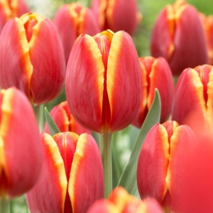 Луковица НВМ Тюльпан Лаура Фуджи 10/11 красный 5шт