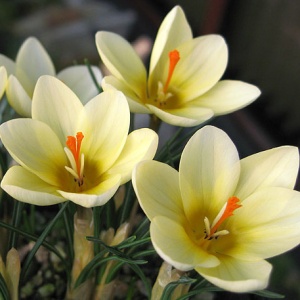 Луковица НВМ Крокус Крим Бьюти 5/7 кремовый 15шт