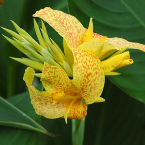 Корневище НВМ Канна Споттэд 2/3 1шт