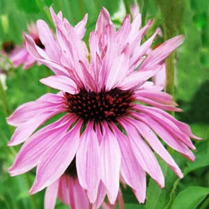 Корневище Эхинацея Дабл Декер, 1шт/уп