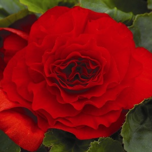 Клубень Бегония Дабл Дарк Рэд , 2шт/уп