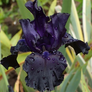 Корневище НВМ Ирис Германский Блэк Драгон (I) 1шт