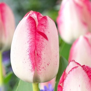 Луковица НВМ Тюльпан Плейгерл 10/11 бело-розовый 5шт