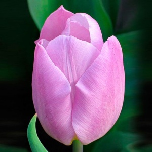 Луковица НВМ Тюльпан Кенди Принц 11/12 сиреневый 5шт