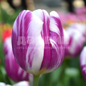 Луковица НВМ Тюльпан Флеминг Флаг 10/11 бело-вишневый 5шт