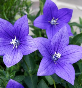 Корневище НВМ Ширококолокольчик Блю (I) 1шт