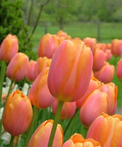 Луковица НВМ Тюльпан Дордогне 11/12 оранжевый 5шт