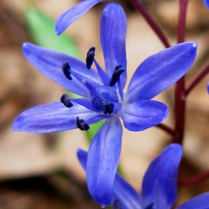 Луковица сцилла Бифолиа 5/+, 10 шт/уп