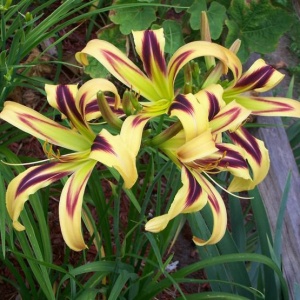 Корневище НВМ Лилейник Фри Вилин (I) 1шт