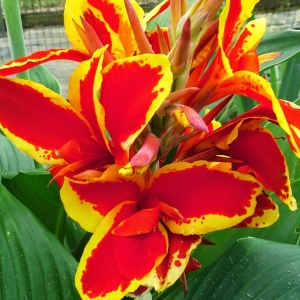 Корневище НВМ Канна Люцифер (I) 1шт