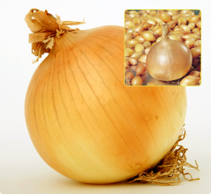 Лук-севок Золотистый Семко F1 (0,5кг)