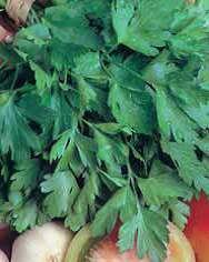 Семена петрушка Итальянский гигант 3г Агроуспех