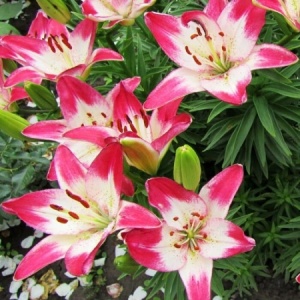 Луковица Лилия Лоллипоп 3шт/уп