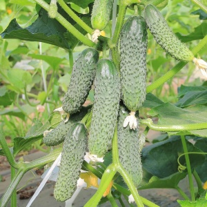 Семена огурец Хрустящая грядка пикуль F1 Авторские 10шт Гавриш