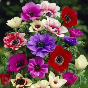 Клубень НВМ Анемона Дэ Каен Микс 5/6 10шт