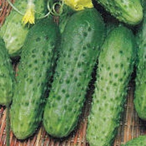 Семена огурец Папенькина дочка F1 Авторские 10шт Гавриш