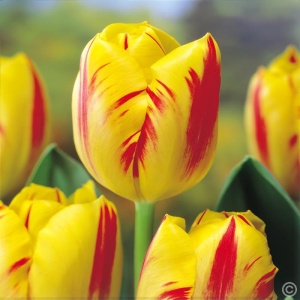 Луковица НВМ Тюльпан Вашингтон 10/11 желто-красный 5шт