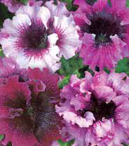 Семена цветов петуния Триумф F1 смесь окрасок 10шт Агроуспех