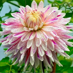 Клубень НВМ Георгина Декоративная Авиньон 1шт