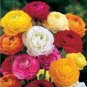 Луковица лютик микс 5/6, 10 шт/уп