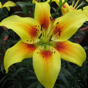 Луковица Лилия Гранд Крю 3шт/уп