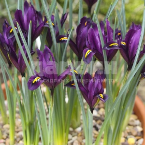 Луковица ирис Дж. С. Дийт 5/6, 15 шт/уп