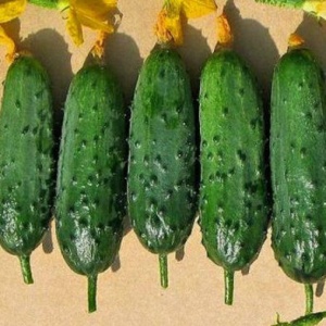 Семена огурец Теща корнишон F1 Авторские 1+1 20шт Гавриш