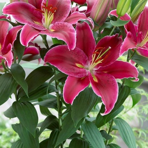 Луковица Лилия Лав Стори 2шт/уп