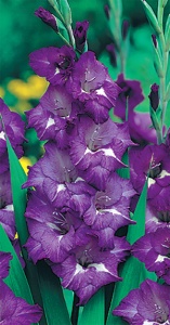 Луковица НВМ Гладиолус Блю Исл 10/12 5шт