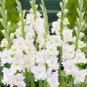 Луковица Гладиолус Снови Фриззл, 5шт/уп