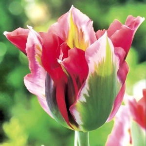 Луковица НВМ Тюльпан Эсперанто 11/12 красный 5шт