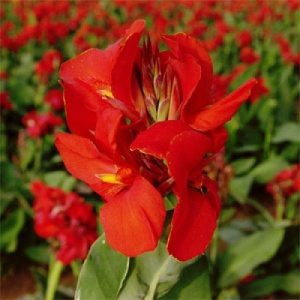 Корневище НВМ Канна Индийская красная 2/3 1шт