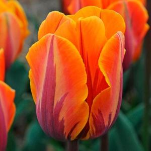 Луковица НВМ Тюльпан Принцесса Ирен 10/11 оранжевый 5шт